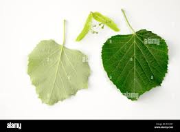 Attēlu rezultāti vaicājumam “Tilia tomentosa leaf”