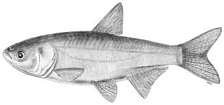 Image result for Cyprinus megalophthalmus