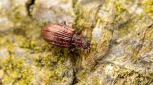 Attēlu rezultāti vaicājumam “Latridiidae”