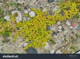 Attēlu rezultāti vaicājumam “Herniaria glabra flower”