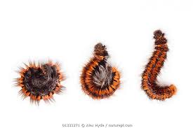 Attēlu rezultāti vaicājumam “Macrothylacia rubi larva”