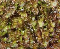 Attēlu rezultāti vaicājumam “Scapania undulata”