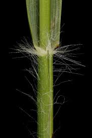 Attēlu rezultāti vaicājumam “Danthonia decumbens fruit”