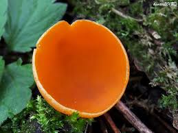 Attēlu rezultāti vaicājumam “Sarcoscypha austriaca var. lutea”