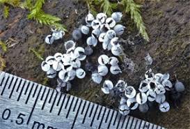 Attēlu rezultāti vaicājumam “Badhamia capsulifera stalked”