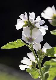 Image result for Althaea officinalis