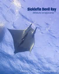 Image result for Mobula tarapacana