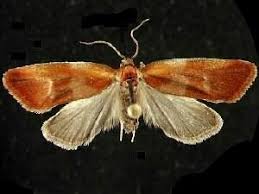 Attēlu rezultāti vaicājumam “Eulia ministrana”