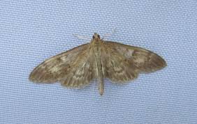 Attēlu rezultāti vaicājumam “Anania lancealis”