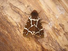 Attēlu rezultāti vaicājumam “Arctia caja imago”