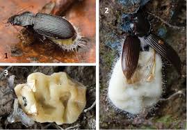 Attēlu rezultāti vaicājumam “Entomophthora”