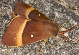 Attēlu rezultāti vaicājumam “Lasiocampa quercus”