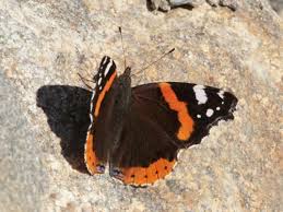 Attēlu rezultāti vaicājumam “Vanessa atalanta upperside”