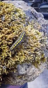 Attēlu rezultāti vaicājumam “Setina irrorella”