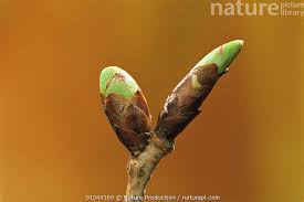 Attēlu rezultāti vaicājumam “Cerasus bud”