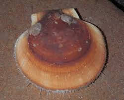 Image result for Placopecten magellanicus