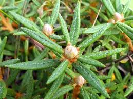 Attēlu rezultāti vaicājumam “Ledum palustre leaf”