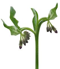 Attēlu rezultāti vaicājumam “Symphytum officinale bud”