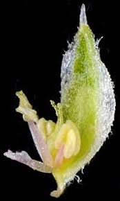 Attēlu rezultāti vaicājumam “Corispermum hyssopifolium fruit”