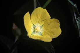 Attēlu rezultāti vaicājumam “Onagraceae”