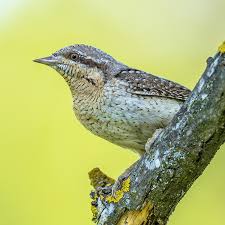 Attēlu rezultāti vaicājumam “Jynx torquilla”