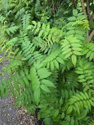 Attēlu rezultāti vaicājumam “Sorbaria sorbifolia fruit”