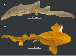 Image result for Ginglymostoma cirratum