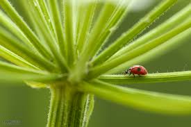 Attēlu rezultāti vaicājumam “Diderma roanense macro”