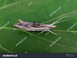 Attēlu rezultāti vaicājumam “Ypsolophidae”