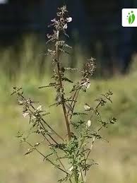 Attēlu rezultāti vaicājumam “Pedicularis palustris flower”