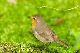 Attēlu rezultāti vaicājumam “Erithacus rubecula”