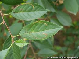 Attēlu rezultāti vaicājumam “Lyonetia clerkella”