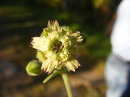 Attēlu rezultāti vaicājumam “Silene tatarica bud”