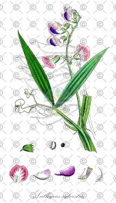 Attēlu rezultāti vaicājumam “Lathyrus sylvestris fruit”