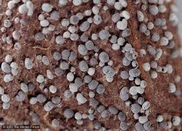 Attēlu rezultāti vaicājumam “Physarum bitectum sessile”