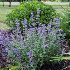 Attēlu rezultāti vaicājumam “Nepeta x faassenii leaf”