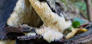 Attēlu rezultāti vaicājumam “Sarcodontia crocea”