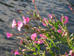 Attēlu rezultāti vaicājumam “Epilobium hirsutum leaf”