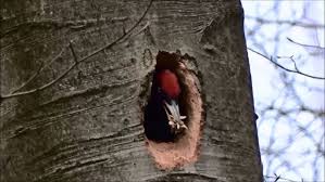 Attēlu rezultāti vaicājumam “Dryocopus martius nest”