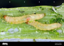 Attēlu rezultāti vaicājumam “Acrolepiopsis assectella”