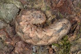 Attēlu rezultāti vaicājumam “Polia nebulosa”