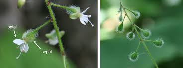 Attēlu rezultāti vaicājumam “Circaea lutetiana bud”