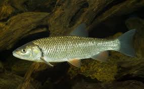 Image result for Squalius cephalus cavedanus