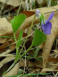 Attēlu rezultāti vaicājumam “Viola riviniana leaf”