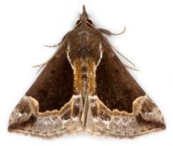 Attēlu rezultāti vaicājumam “Hypena crassalis”