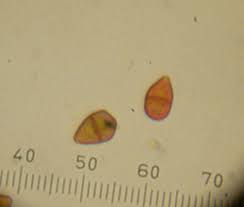 Attēlu rezultāti vaicājumam “Tritomaria exsectiformis”