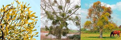 Attēlu rezultāti vaicājumam “Viscum album female flower”