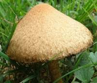 Attēlu rezultāti vaicājumam “Psathyrella lacrymabunda”