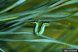 Attēlu rezultāti vaicājumam “Bupalus piniaria”