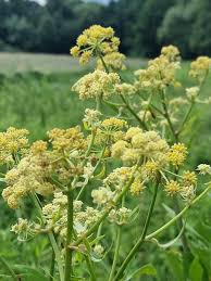 Attēlu rezultāti vaicājumam “Levisticum officinale”